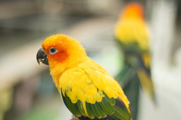 true parrots