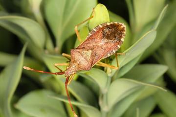 Braunliche Wanze
