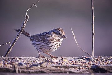 song sparrow (Melospiza melodia) eating on a log