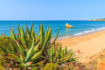 View of beautiful beach and cliff rocks with agave plant in foreground, Portimao, Portugal