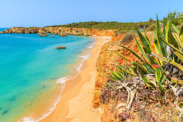 Green agave plants on cliff and view of sea with beach, Algarve, Portugal