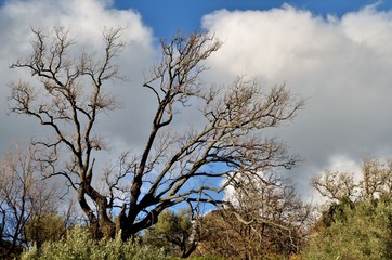 Obraz premium The tree