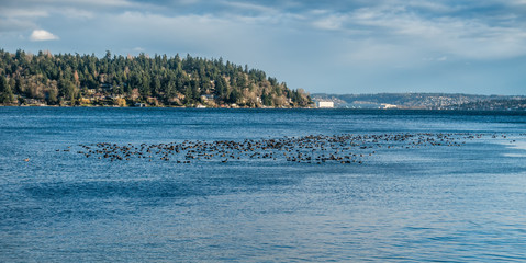 Birds On The Water 2