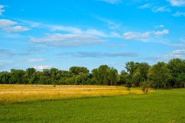 Forest trees with blue cloudy sky background.