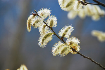 saule en fleurs