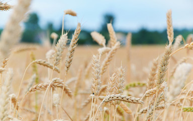 Wheat ears close-up on a summer day against a background of forest and clear sky, Belarus