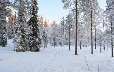 traces of skis in the Finnish Lapland forest