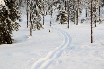 Obraz premium traces of skis in the Finnish Lapland forest