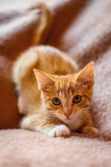 Kater