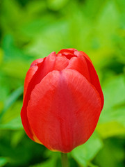 Close up of single red tulip flower on green grass background