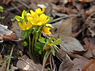 Blühende Winterlinge (Eranthis hyemalis) im Laub
