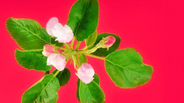 Timelapse apple tree branch with opening flowers on pink background. FullHD 1080p.