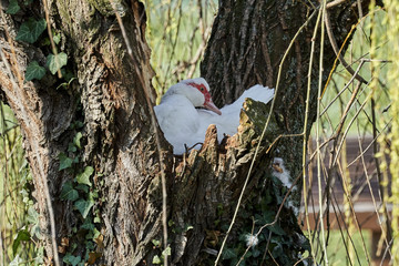 Muscovy duck hatching in the nest on the tree