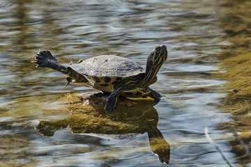 Fototapeta premium cute turtles rest at sun on pond
