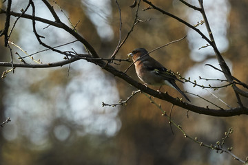 finch fringilla coelebs bird