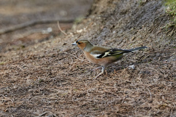 finch fringilla coelebs bird
