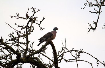 Taube im Baum