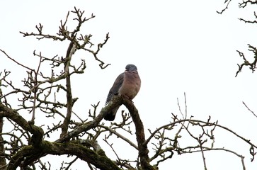 Taube im Baum