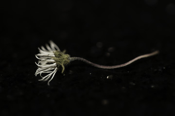 Dead Daisy