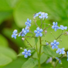 Close up of a blue flowering Myosotis and fly on it on green grass background