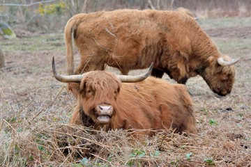 Vaches de la race 
