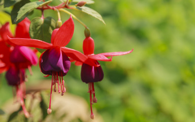 Fairy bell flower.