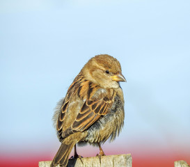 baby sparrow sitting on a fence with blured background