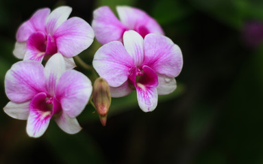 Pink orchid flower.
