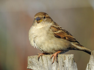 sparrow on a fence with blured background