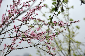 Japanese cherry, tree branch of pink blossoms.