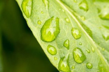 Grünes Blatt mit Regentropfen