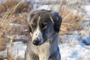 The Tazy, or the Central Asian greyhound, or the Kazakh greyhound, or the Turkmen greyhound, are a breed of hunting dogs. 