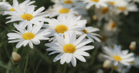 Fototapeta premium Winter flowers white color.