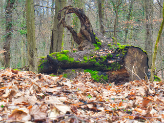Holzstumpf, Stamm
