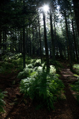 Deutschland, Schwarzwald, Mummelsee