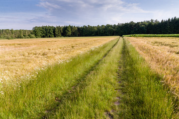 Fototapeta na wymiar A road between two fields 