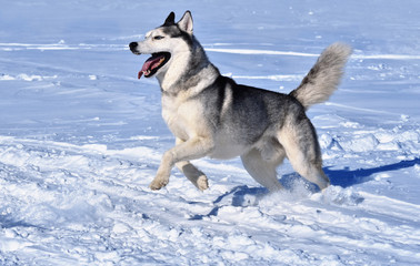 a Siberian husky breed dog runs through the snow