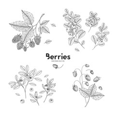 Vector hand drawn set of berries. Bluberry, raspberry, cranberry, wild strawberry. Engraved style vector illustration. Use for restaurant, menu, smoothie bowl, market, cafe, recipes, package design.