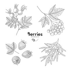 Vector berries isolated on white background. Viburnum, sea buckthorn, strawberry, rosehip. Contour outline style. Designed to create package of health and beauty natural products.