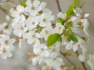 Close up of white blossoming sour cherry branch with visible flower parts