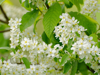 Close up of white blooming bird-cherry inflorescences with visible flower parts and green leaves
