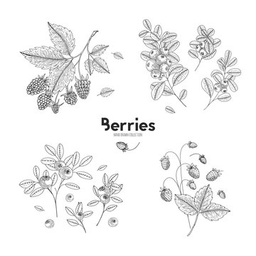 Vector hand drawn set of berries. Bluberry, raspberry, cranberry, wild strawberry. Engraved style vector illustration. Use for restaurant, menu, smoothie bowl, market, cafe, recipes, package design.