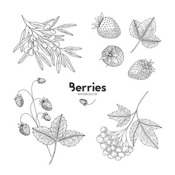 Collection of hand drawn berries isolated on white background. Botanical illustration of engraved berry. Viburnum, sea buckthorn, strawberry. Design for package of health and beauty natural products.