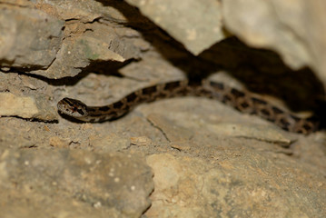 Juvenile Western Ratsnake