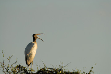Laughing Stork