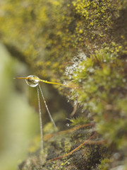 fairy background with green moss in the morning dew macro