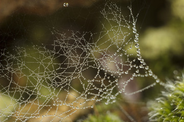 natural web design with drops of dew macro