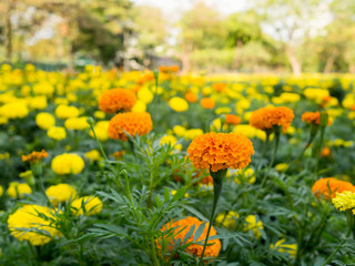 Orange and yellow marigold flowers or zinnia flower blooming in garden. (Tagetes erecta, Mexican marigold, Aztec marigold, African marigold)