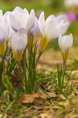 Obraz premium Crocus, plural crocuses or croci is a genus of flowering plants in the iris family. A single crocus, a bunch of crocuses, a meadow full of crocuses, close-up crocus