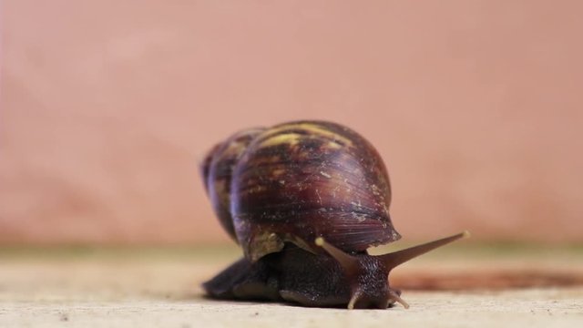 Caracol se locomovendo.